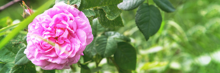 tender pink rose flower against leaves and blurry garden