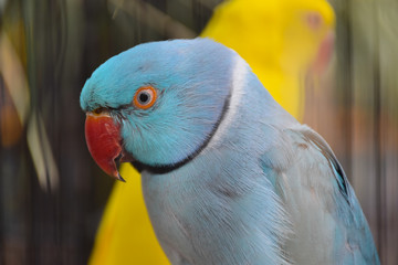 Closeup view of Blue Alexandrine parakeet (Psittacula krameri, family: Psittaculidae), blue parrot with a red beak © IrenaSocratous