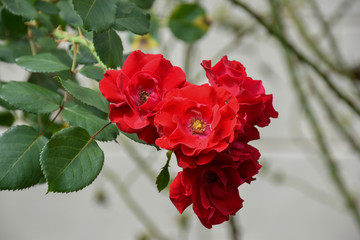 Closeup view of red roses with green leaves in the garden