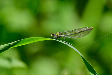 Fototapeta premium brown hawker libelle on reed grass leaf