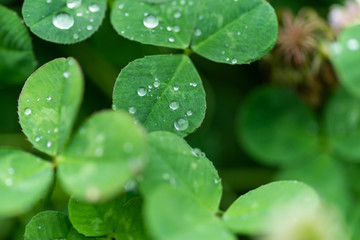 雨に濡れたクローバー