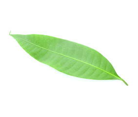 Fresh green plum mango leaves isolate on a white background.