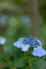 紫陽花　　青色