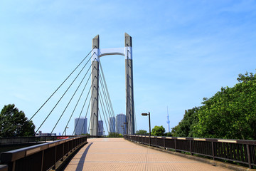 Fototapeta premium 木場公園大橋と東京スカイツリー