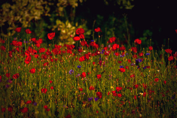 Obraz premium Poppy blossoms meadow in the evening light