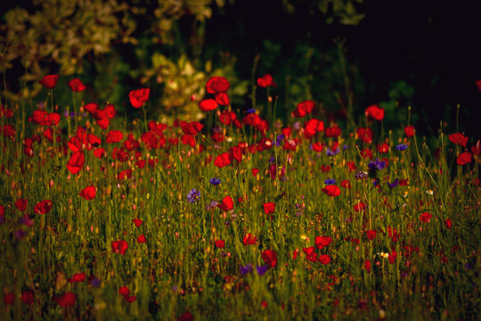 Poppy blossoms meadow in the evening light © Himmelreich Photo