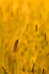 ear of enkir wheat, ancient cereal in experimental cultivation in Sale San Giovanni, Langhe, Italy,...