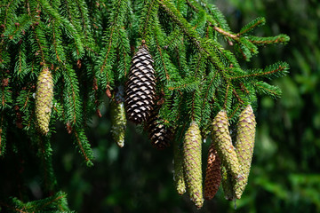 Young green pine cones of a spruce are resinous