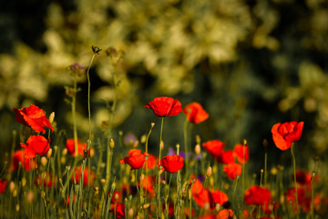 Fototapeta premium Poppy blossoms meadow in the evening light