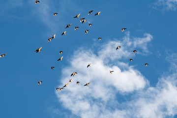 オシドリの群れ！
なかなか見ることのない数で一斉に飛び立ちました。