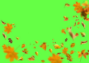 Obraz na płótnie Canvas Collection set of beautiful colourful autumn leaves isolated on green background