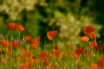 Poppy blossoms meadow in the evening light