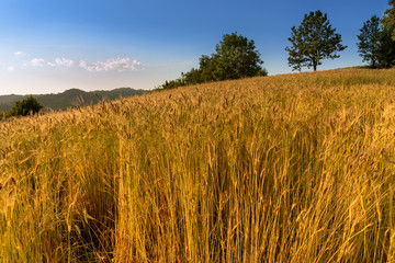 enkir wheat field panorama, ancient cereal in experimental cultivation in Sale San Giovanni,...
