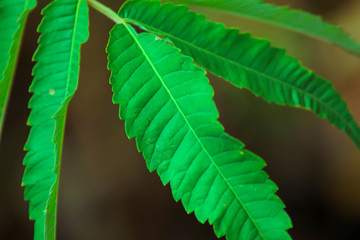 green leaf