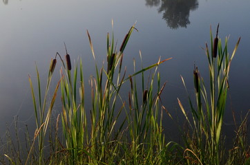 Cattail leaves and flower with spider tulips, growing near water, summer time. Acorus (Acorus Calamus) or sweet flag