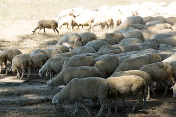 Sheep and goats graze on green grass in spring