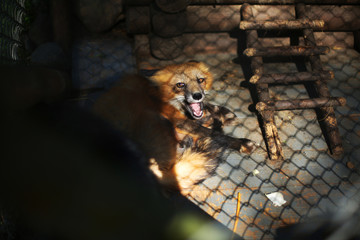 Little wild fox in a cage in a zoo behind wire fence. Animal rights protection and animal abuse concept. Wildlife in captivity idea. Selective focus. 