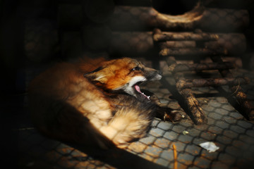 Little wild fox in a cage in a zoo behind wire fence. Animal rights protection and animal abuse concept. Wildlife in captivity idea. Selective focus. 