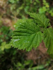 fresh mint leaves