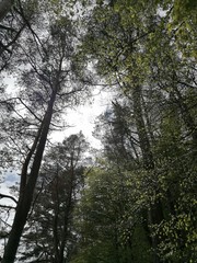 trees in the forest