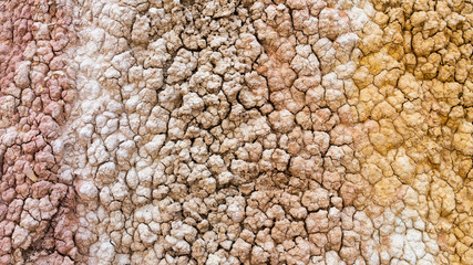 Fairytale Canyon White Brown Ground