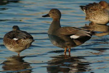 オカヨシガモ。中型のカモ。日本では冬鳥でエクリプス。湖沼、河川、波の静な海岸で越冬する。