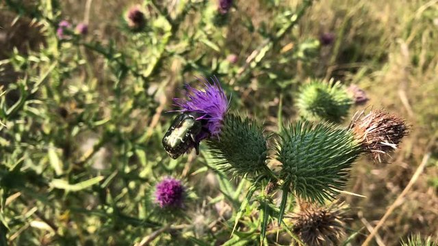 Ein Rosenk&auml;fer auf einer Mariendistel