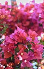 Beautiful red flowers with bokeh background.