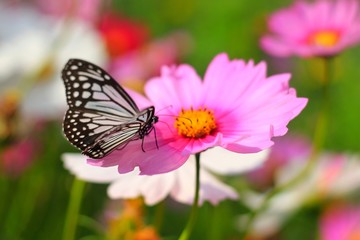 Fototapeta na wymiar Tiger butterfly having honey on cosmos flower (Cosmos Bipinnatus). Common butterfly on cosmos flower.