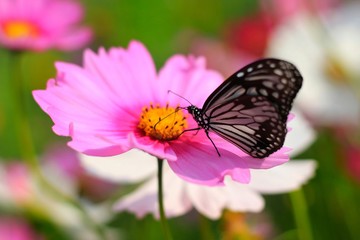 Fototapeta na wymiar Tiger butterfly having honey on cosmos flower (Cosmos Bipinnatus). Common butterfly on cosmos flower.