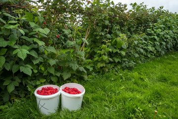 Two full buckets of raspberry with raspberry bushes in the background