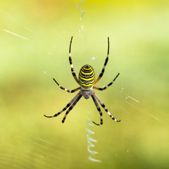 Spelt fasciated (argiope bruennichi) in its web 