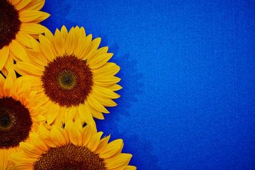 Sunflowers on a blue background