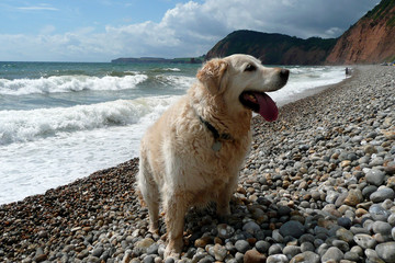 Golden Retriever dog on Sidmouth beach on the jurassic coast South East Devon England United Kingdom