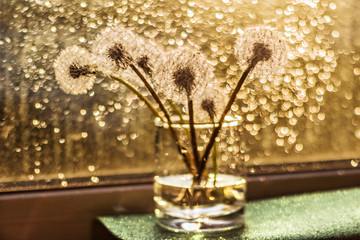 Bouquet of white fluffy dandelions in a glass cup on a windowsill in the rays of the sunset after rain