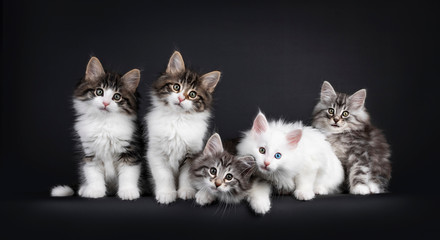 Row of five funny Norwegian Forestcat kittens sitting beside each other in messy row, all looking curious to camera. Isolated on black background.
