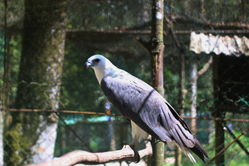 A beautiful eagle inside the cage in the zoo