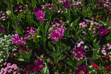 Pinke Tulpen im Frühling