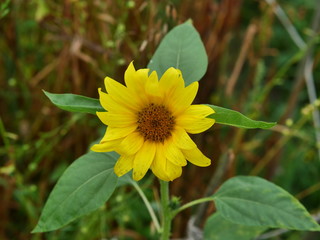 sunflower on a green background