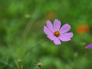 butterfly on a flower