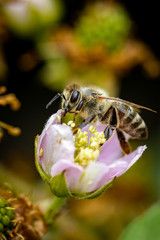 Bee on a white blackberry flower collecting pollen and nectar for the hive