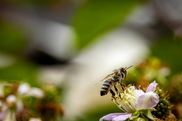 Bee on a white blackberry flower collecting pollen and nectar for the hive