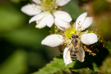 Bee on a white blackberry flower collecting pollen and nectar for the hive
