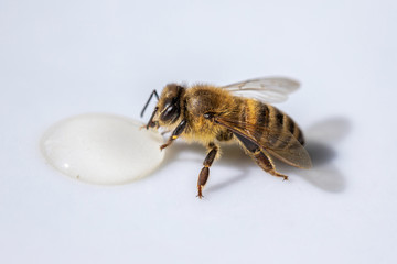 Healthy honey bee sucking a drop of honey
