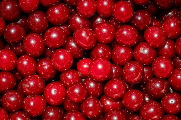 Background of ripe organic sour cherries in the sun