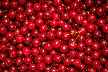 Background of ripe organic sour cherries in the sun