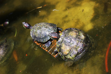 Turtles basking in the pond