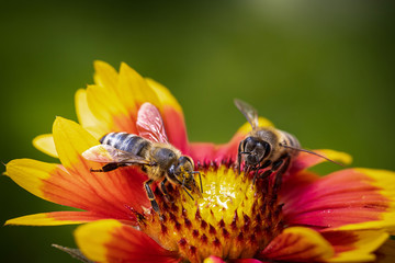 Bee on a orange flower collecting pollen and nectar for the hive