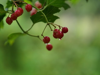 red currant bush