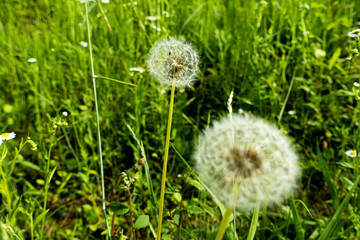タンポポの綿毛